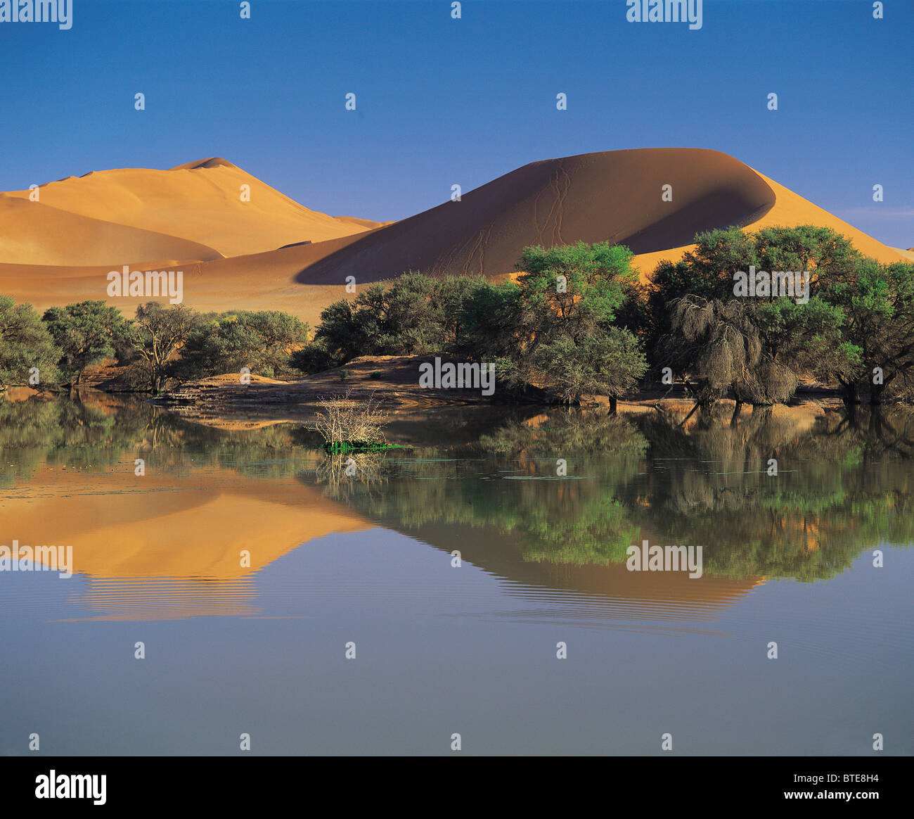 Il deserto del Namib dopo il miglior precipitazioni in 14 anni Foto Stock