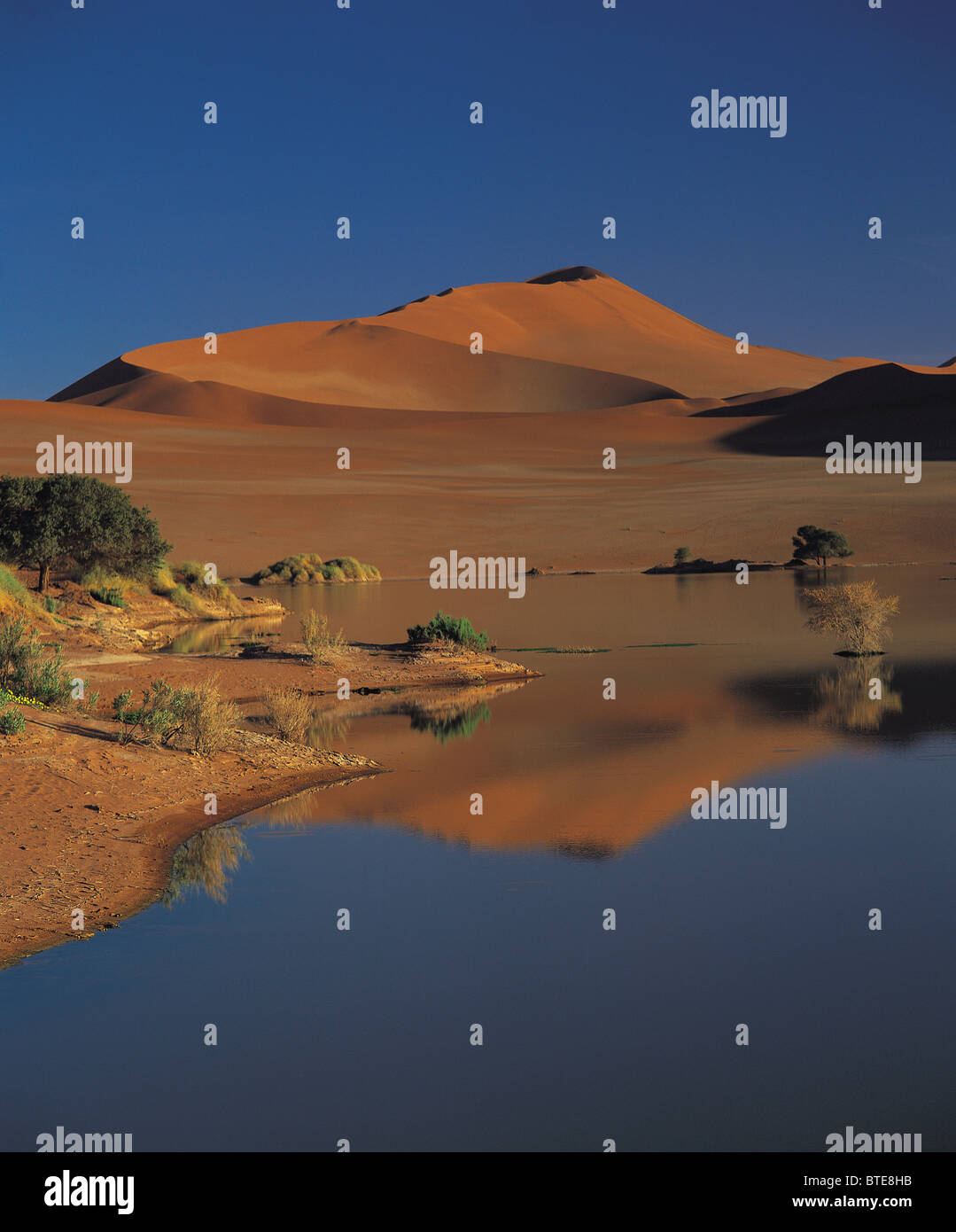 Il deserto del Namib dopo il miglior precipitazioni in 14 anni Foto Stock