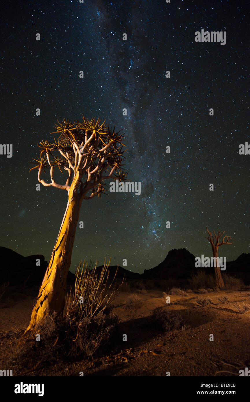 Faretra alberi (Aloe dichotoma) con un cielo stellato in background Foto Stock