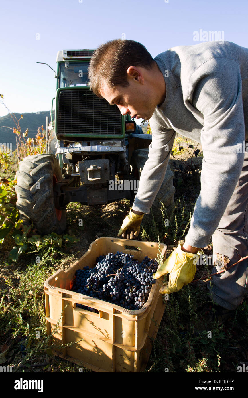 Lavoratore di sesso maschile la raccolta di cassa piena di uve in un vigneto nella regione di Priorat della Spagna Foto Stock