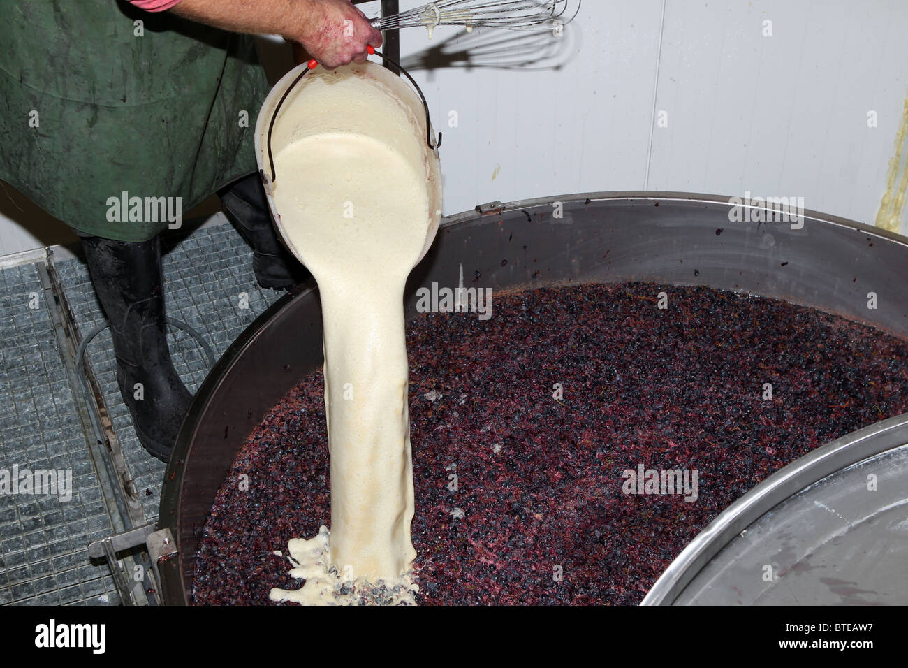 Versando il lievito in una vasca contenente l'uva schiacciata nel processo di produzione di vino rosso. Foto Stock