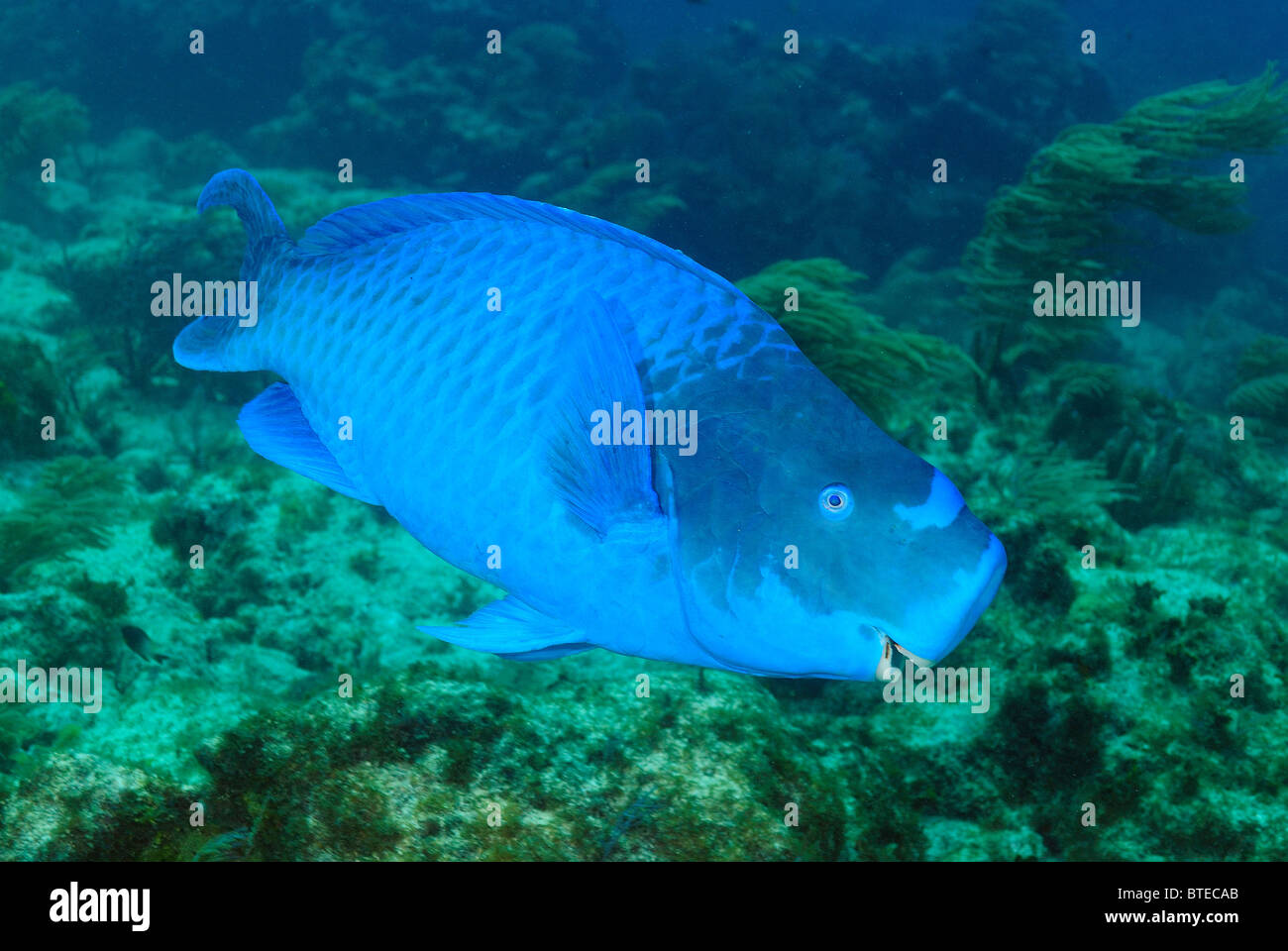 Pesci pappagallo blu off Key Largo costa, Florida, Stati Uniti d'America Foto Stock