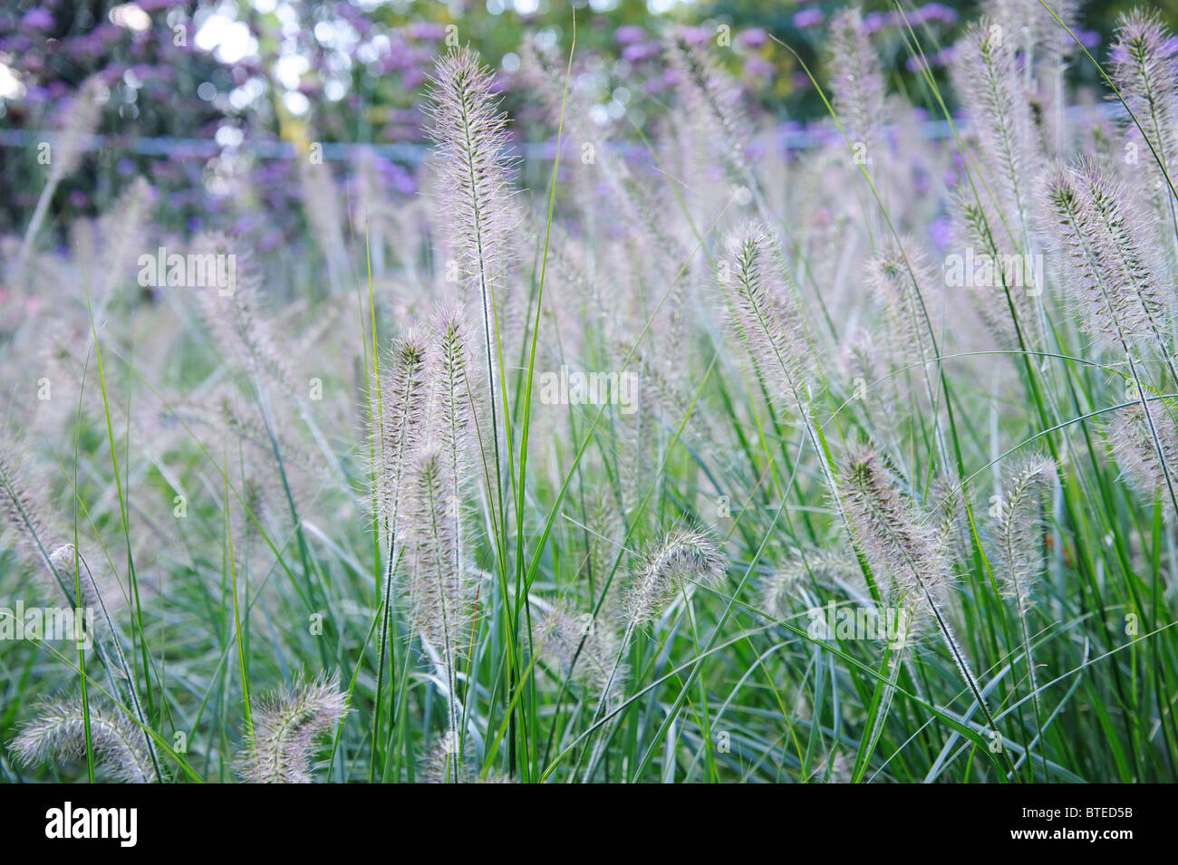 Graminacee ornamentali in Sefton Park, Liverpool, in Inghilterra Foto Stock