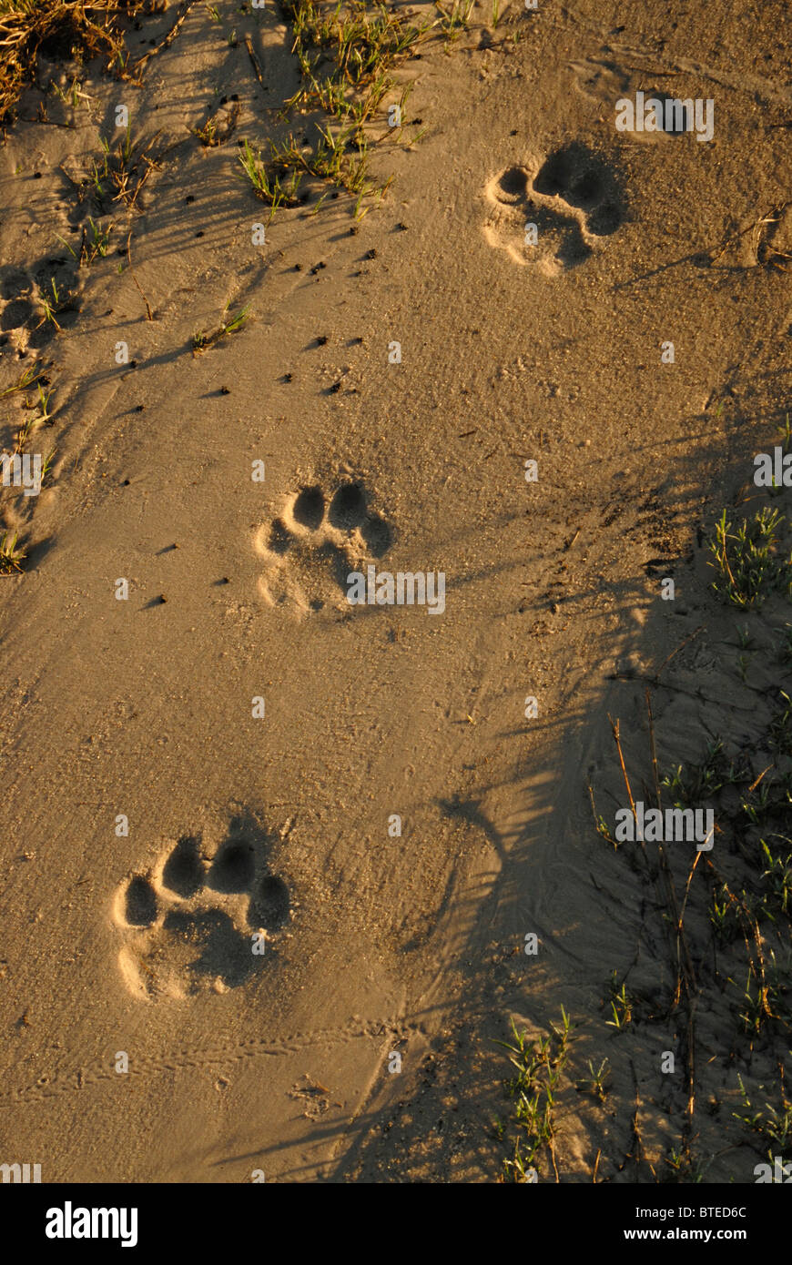 Lion tracce nella sabbia morbida Foto Stock