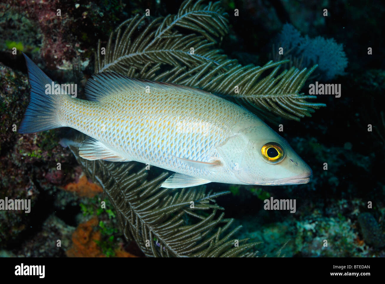 Gray snapper fish off Key Largo costa, Florida, Stati Uniti d'America Foto Stock