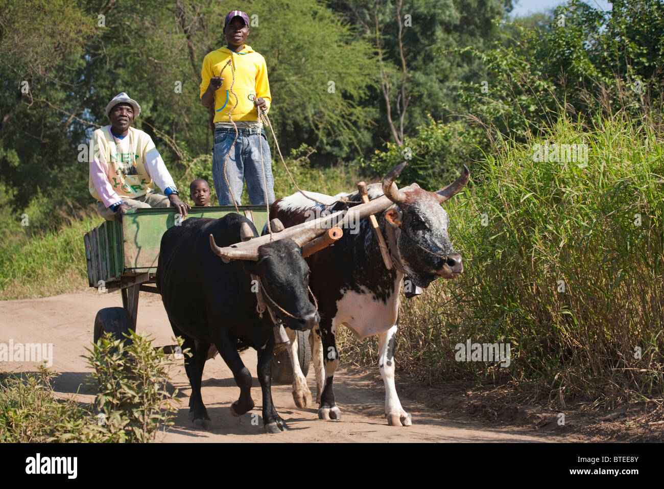 Carrello di bestiame con un uomo bambino e figlio adolescente trainato da due buoi essendo Foto Stock