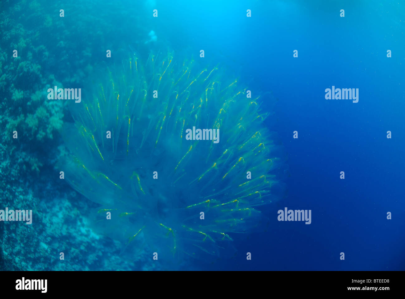 Colonia Salp nuotare nel mare Rosso off Safaga. Foto Stock