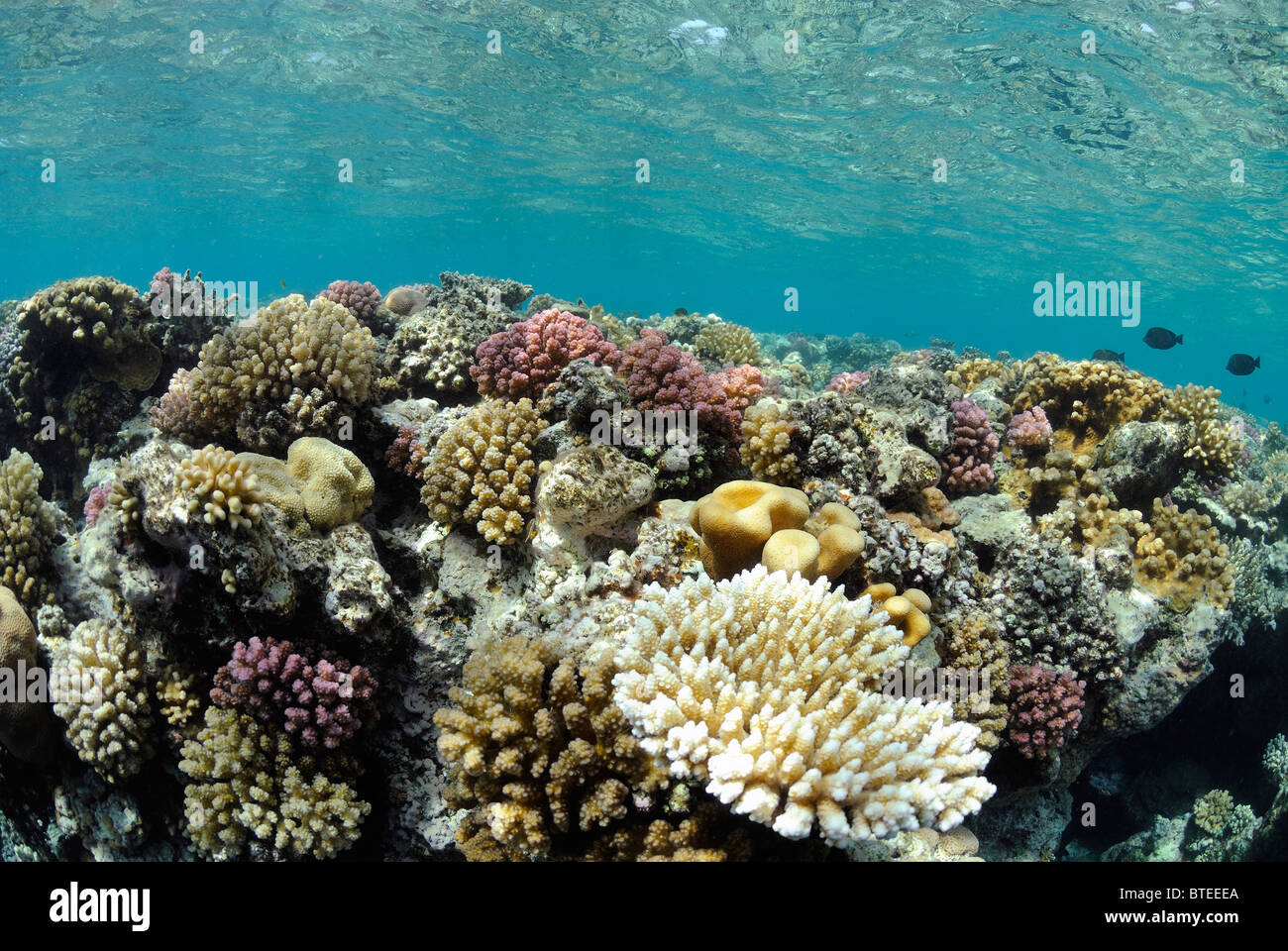 Coral reef del Mar Rosso, off Safaga, Egitto. Foto Stock