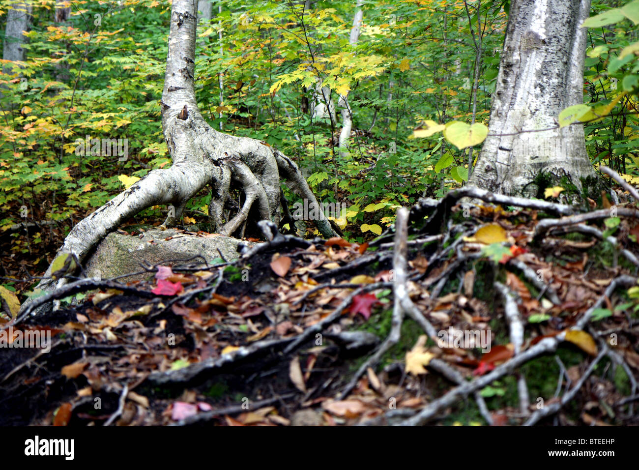 Radici di alberi in una foresta al tempo di caduta Foto Stock