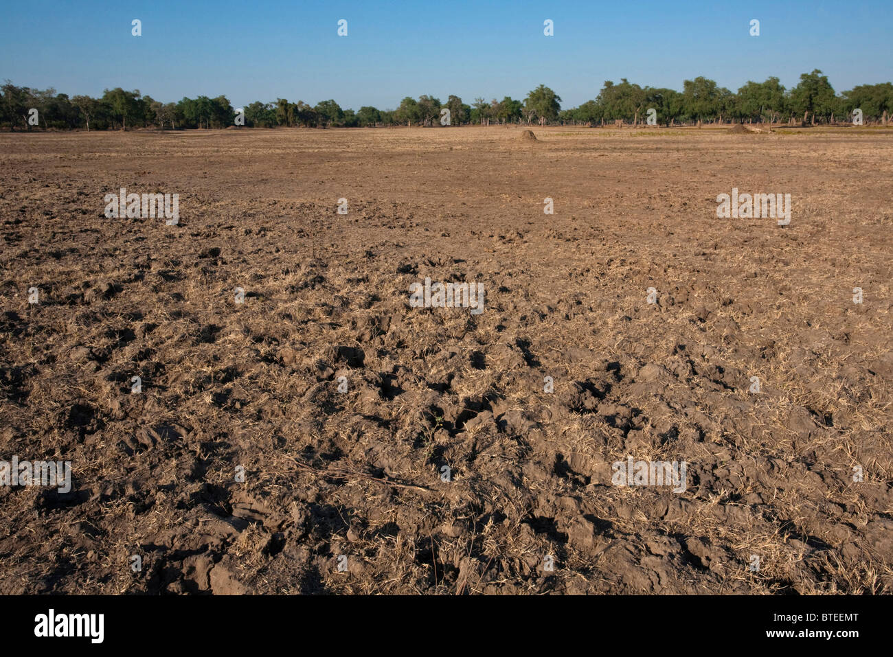 Vista panoramica di un stagionalmente sommersi area che mostra il fango di essiccazione con profonde tracce degli animali Foto Stock