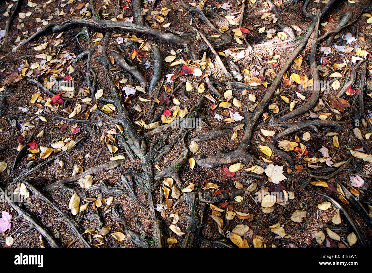 Radici di alberi in una foresta al tempo di caduta Foto Stock