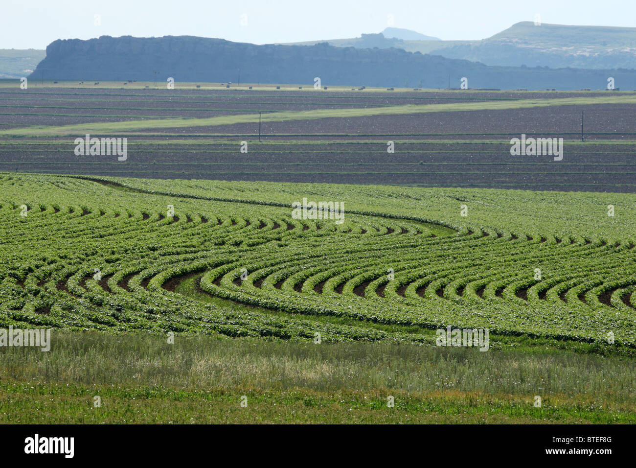 Paesaggio con campi coltivati Foto Stock
