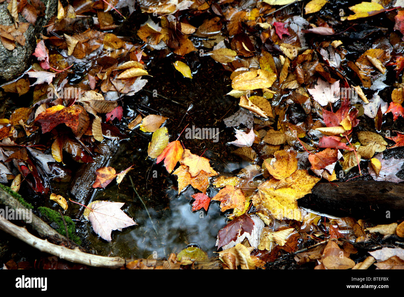 Foglie di alberi in una foresta al tempo di caduta in acqua del terreno Foto Stock