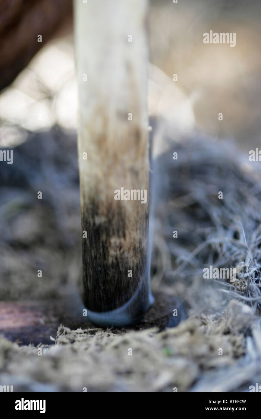 Close-up di un Boscimane di messa a fuoco con il fuoco-stick Foto Stock