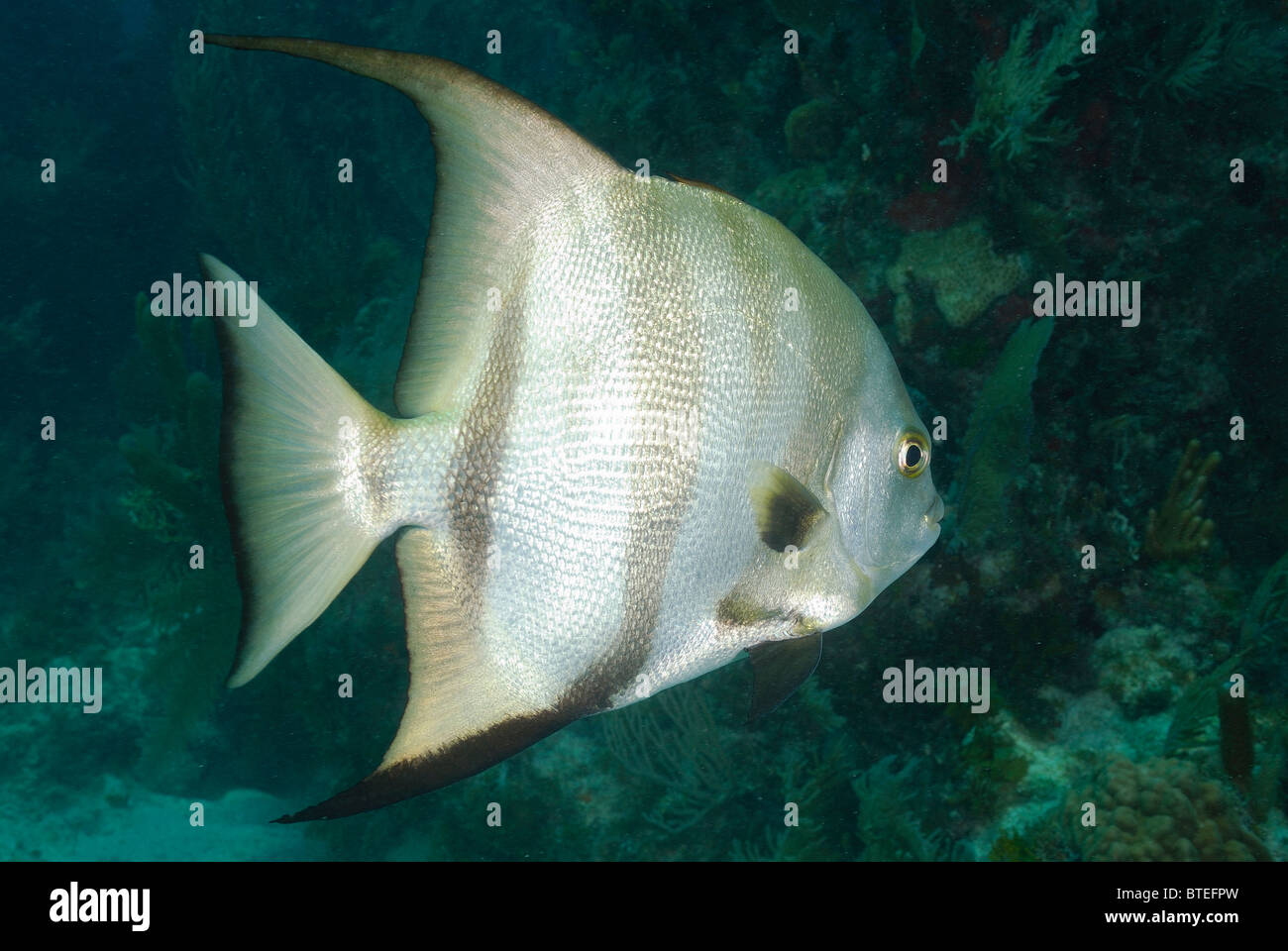 Atlantic spadefish off Key Largo costa, Florida, Stati Uniti d'America Foto Stock