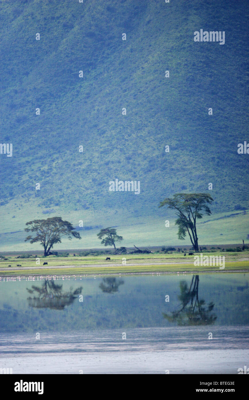 Alberi e riflessione in Lake Magadi nel cratere Foto Stock