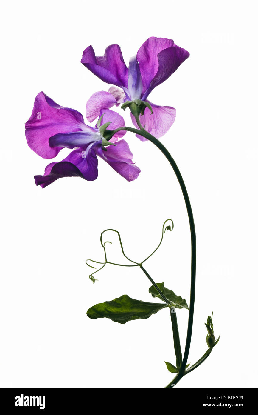 Viola di piselli dolci su sfondo bianco Foto Stock