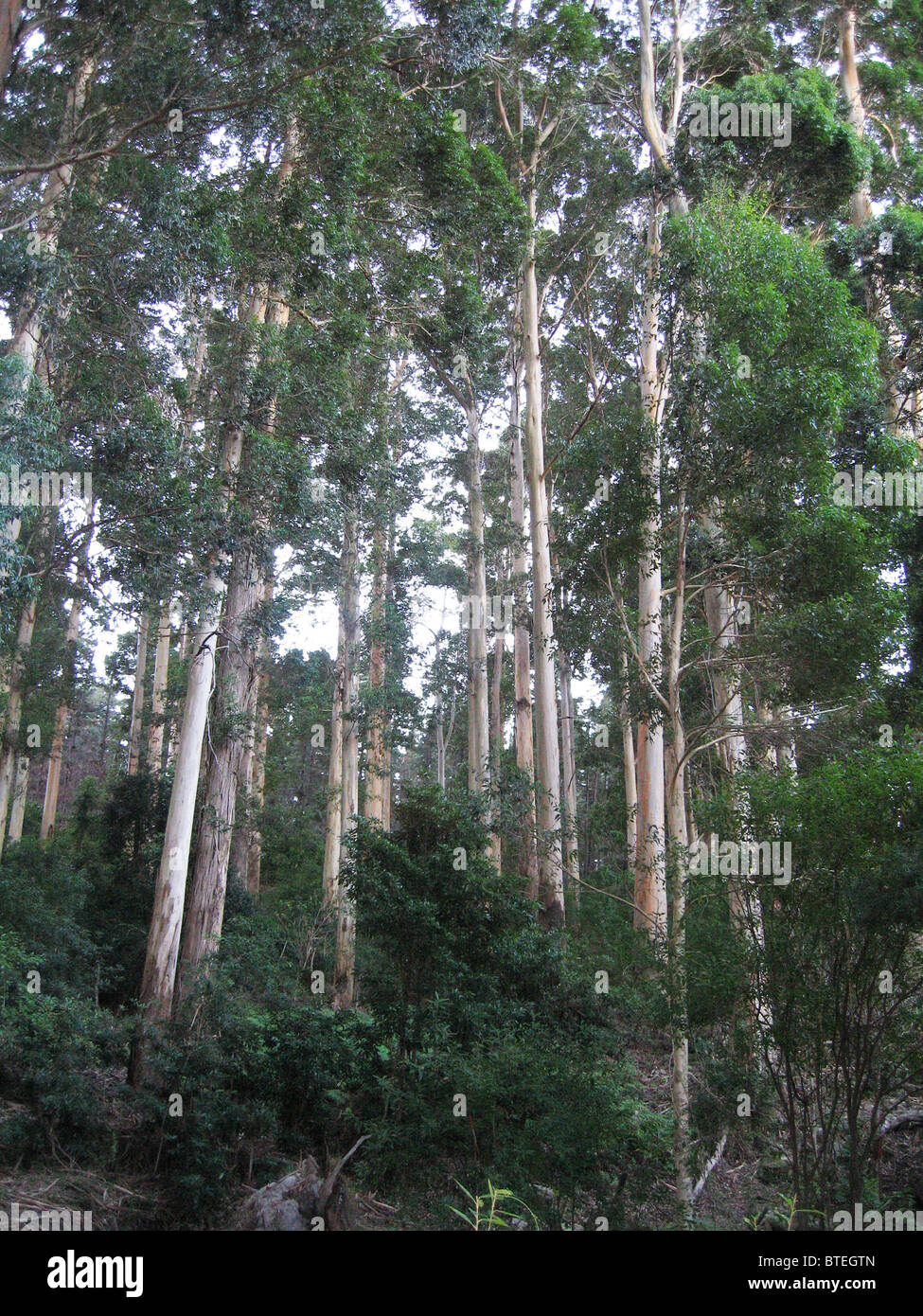 Basso angolo vista di gomma blu alberi in una piantagione Foto Stock