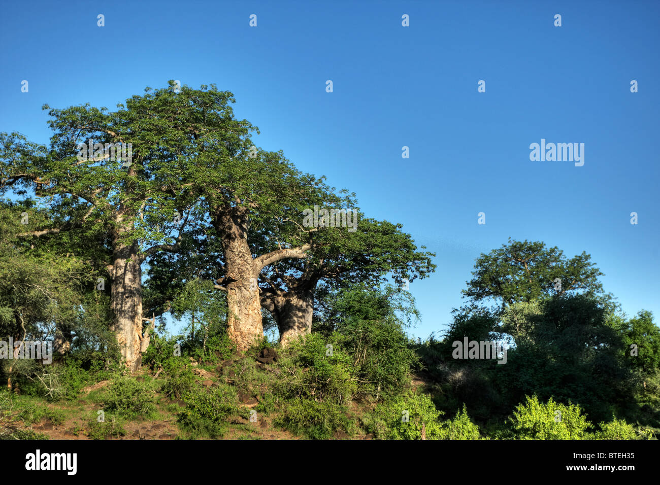Basso angolo di visione degli alberi di baobab sul pendio di una collina vicino a Crook's corner sulle acque del fiume Limpopo Foto Stock