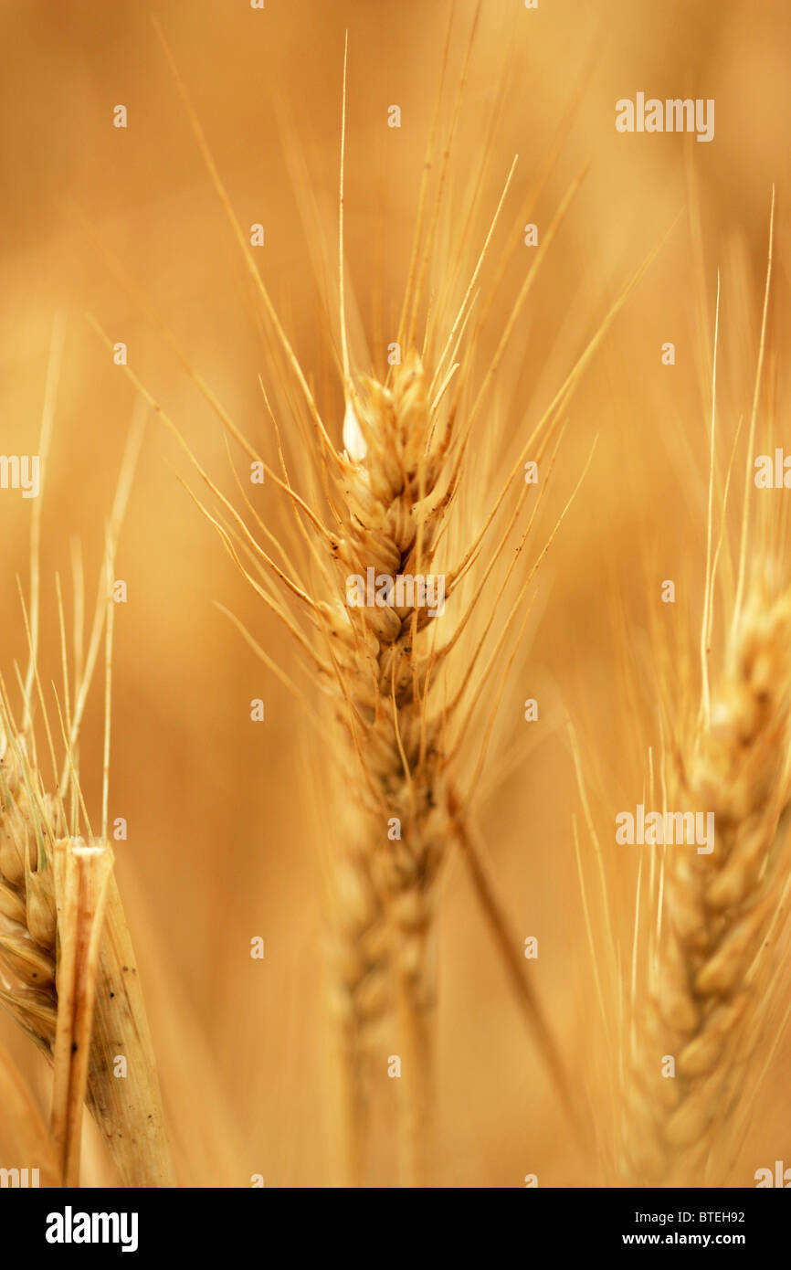 In prossimità di una spiga di grano Foto Stock