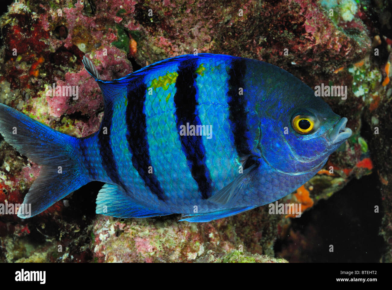 Indo-pacifico Pesce sergente off Hamata costa, Egitto, Mar Rosso Foto Stock
