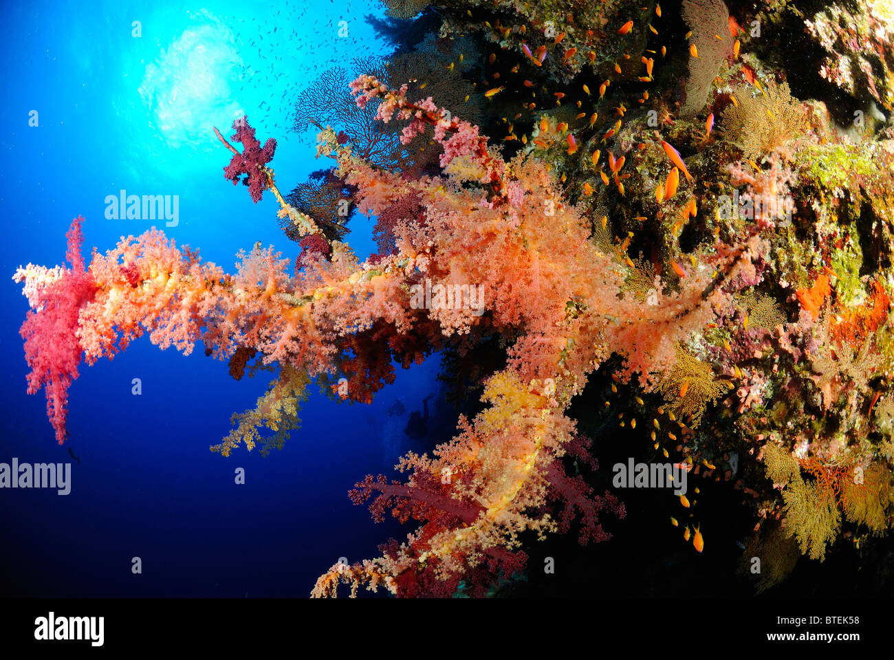 Colonie di coralli molli su una parete del Grande Fratello Isola, Egitto, Mar Rosso Foto Stock