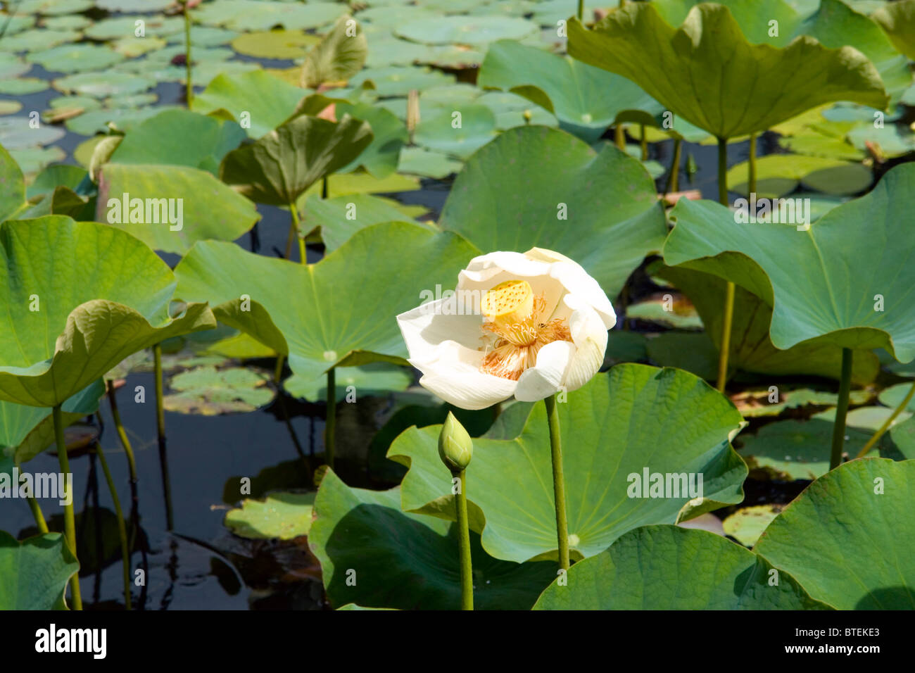 I fiori di loto in la SSR Giardini Botanici, Pamplemouses, Mauritius Foto Stock