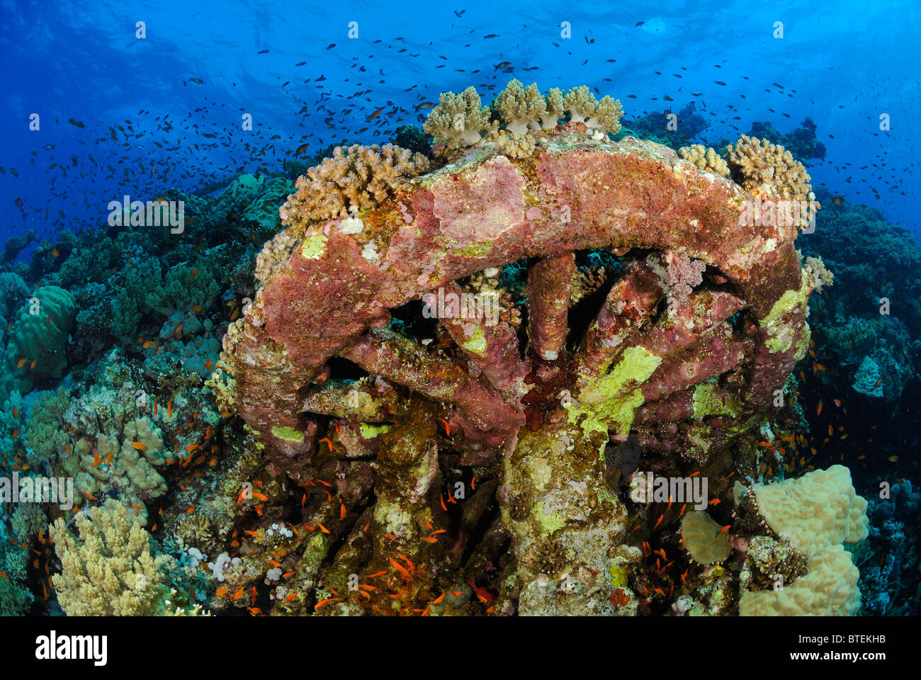 Il materiale rotabile boggies di Numidia relitto, Grande Fratello Isola, Egitto, Mar Rosso Foto Stock