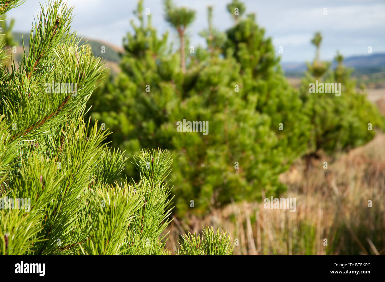 Alberi di Natale,lodge pole pino, uno dei più popolari varietà nel Regno Unito.crescendo in Inverness,Scozia. Foto Stock