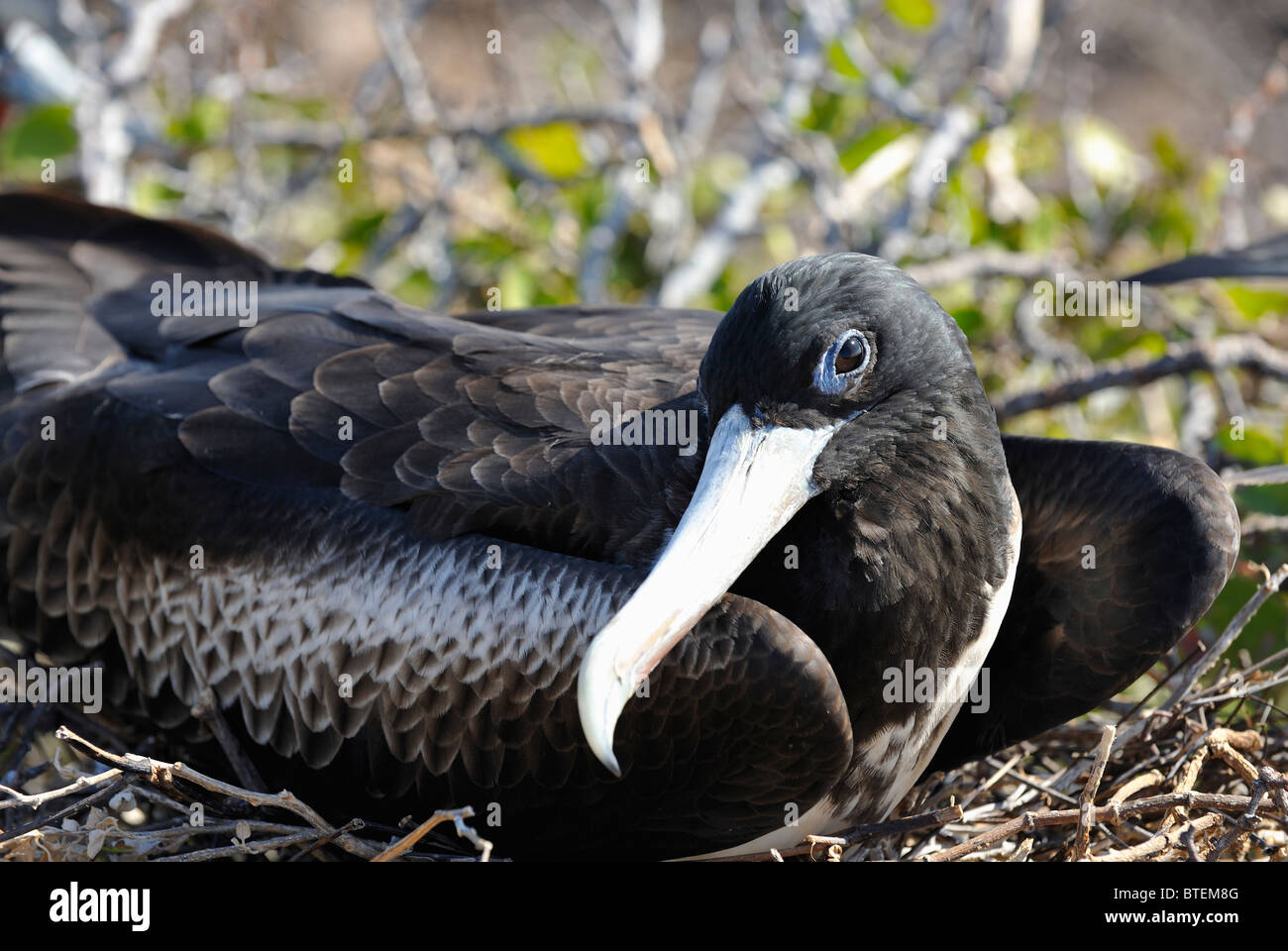 Frigate Bird in Seymour Island, Galapagos, Ecuador Foto Stock