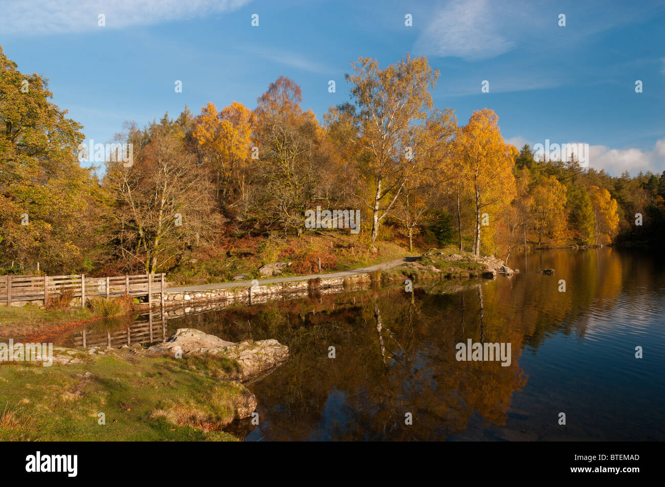 Tarn Hows colori autunnali Foto Stock