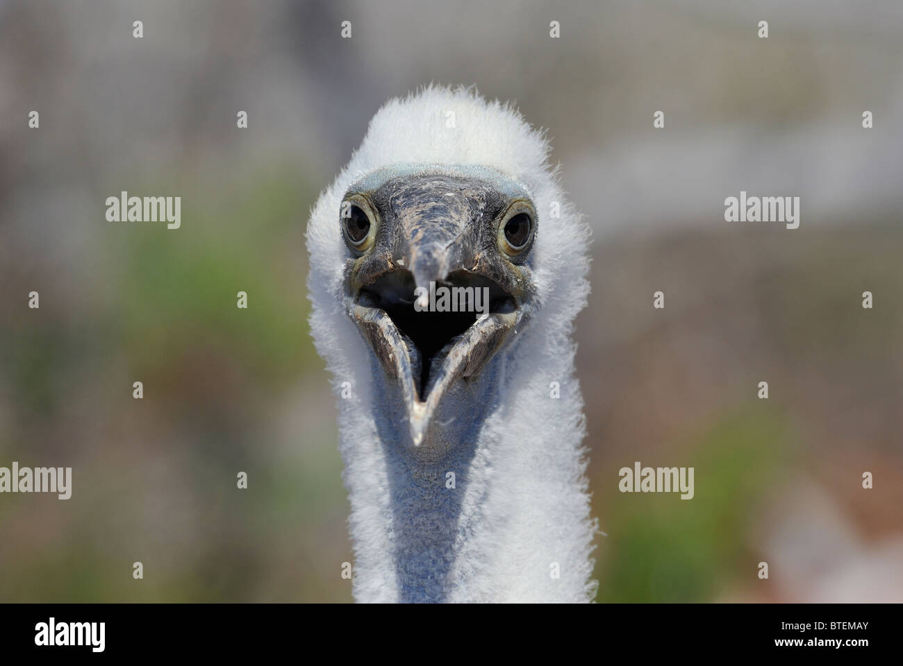 Chick Frigate Bird su Seymour Island, Galapagos, Ecuador Foto Stock