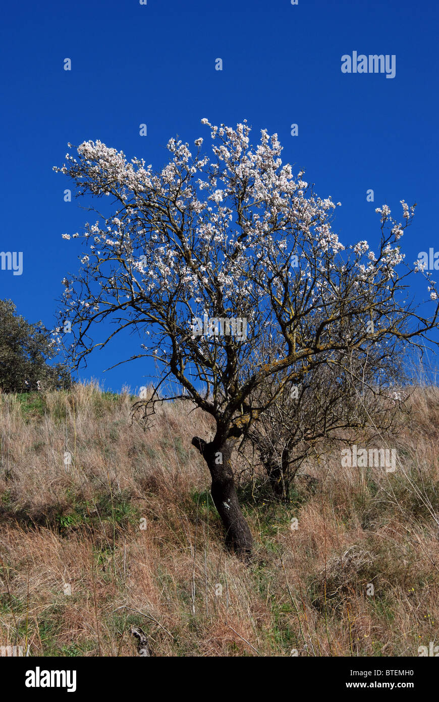 Mandorlo in fiore, vicino a Alhaurin el Grande, Mijas Costa, Costa del Sol, provincia di Malaga, Andalusia, Spagna, Europa occidentale. Foto Stock