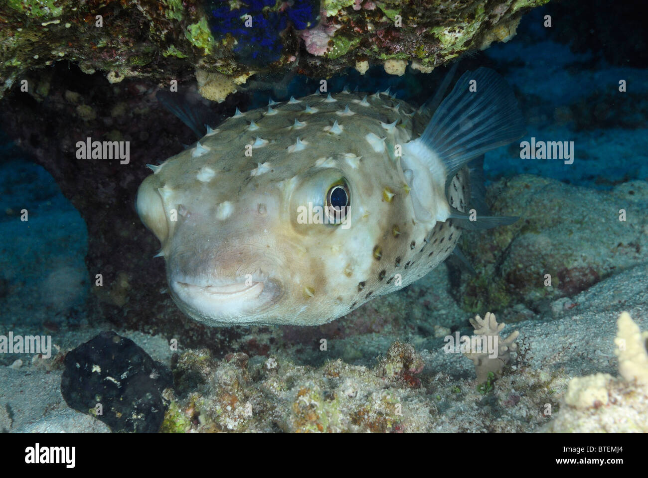 Freckled porcupinefish, Safaga, Egitto, Mar Rosso Foto Stock