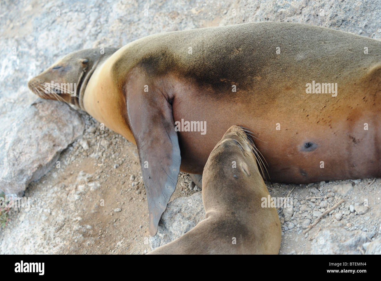 Femmina cucciolo e le Galapagos i leoni di mare su South Plaza island, Galapagos, Ecuador Foto Stock