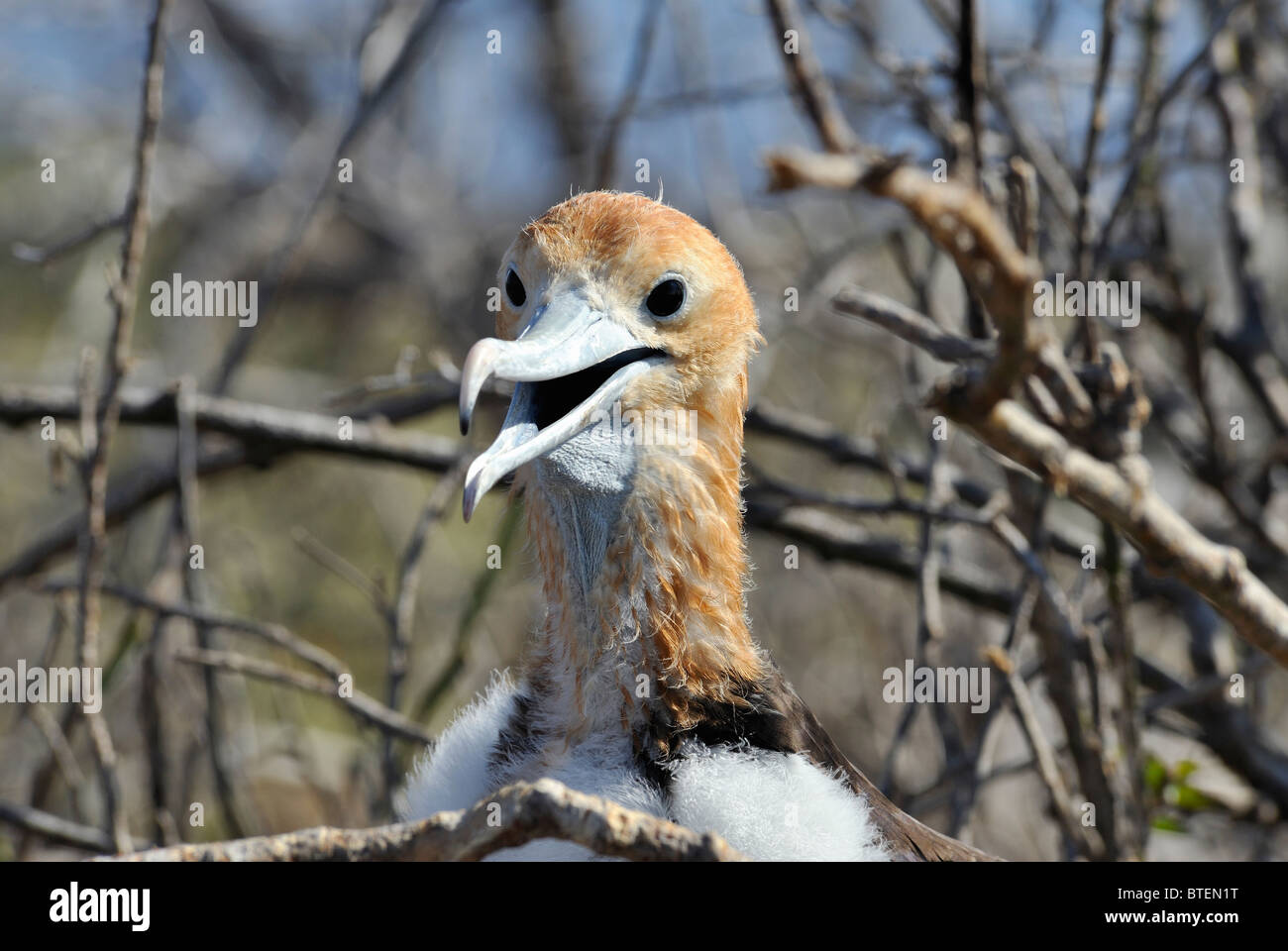 Chick Frigate Bird su Seymour Island, Galapagos, Ecuador Foto Stock