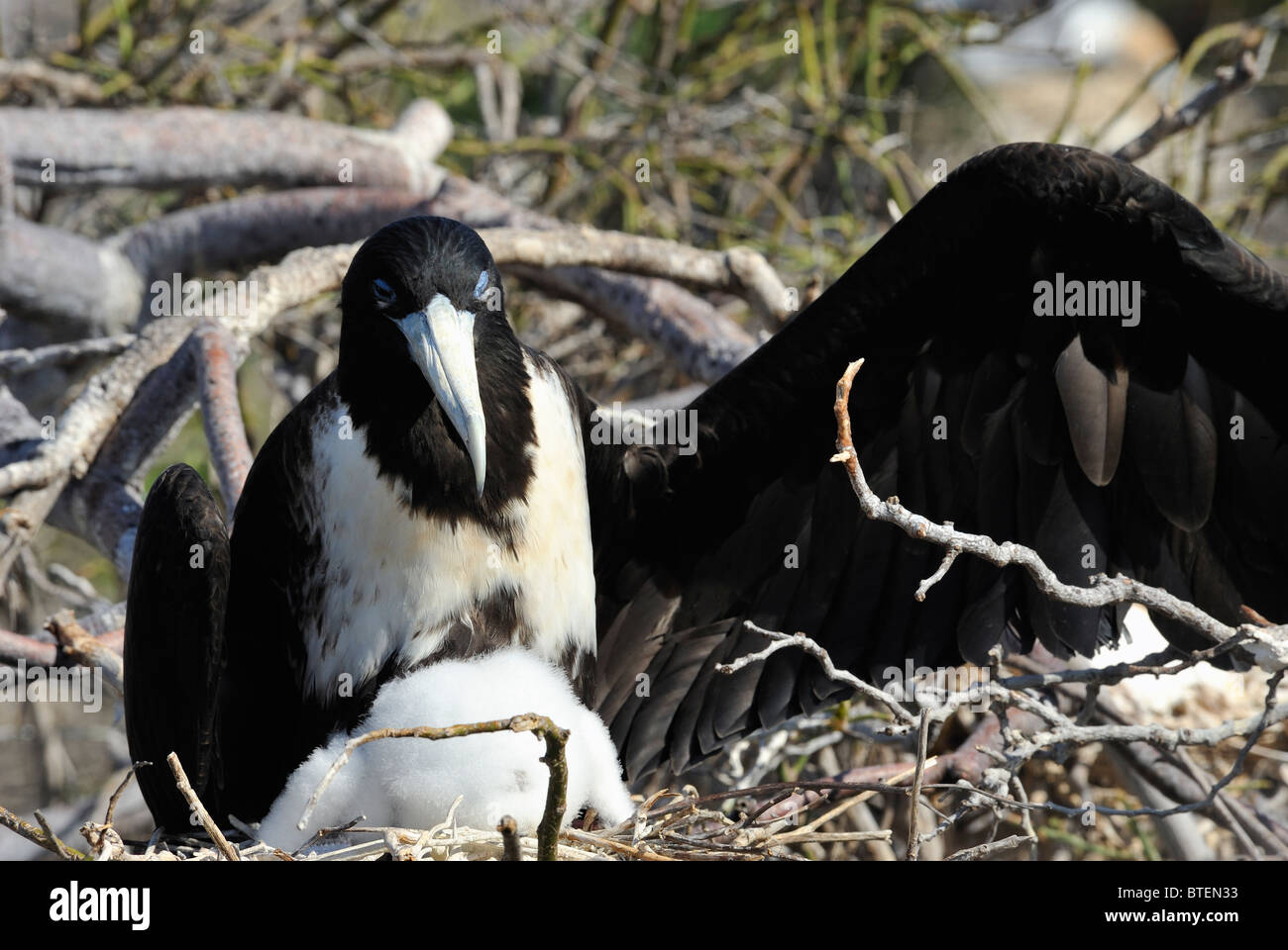 Frigate Bird e il suo pulcino su Seymour Island, Galapagos, Ecuador Foto Stock