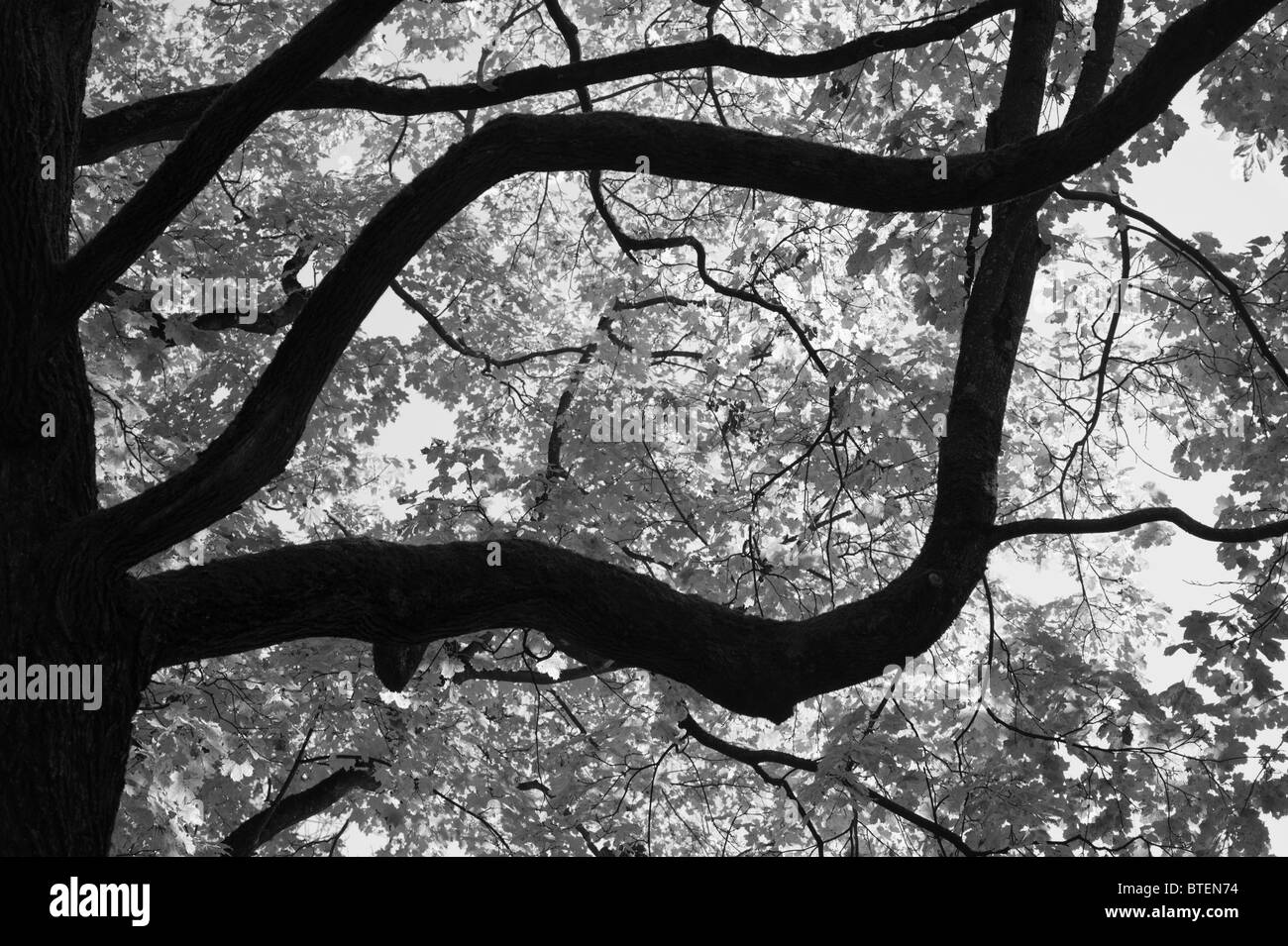 Silhouette come bui rami e il tronco di un faggio durante l'autunno / rientrano in un vecchio cimitero di Monaco di Baviera, Germania Foto Stock