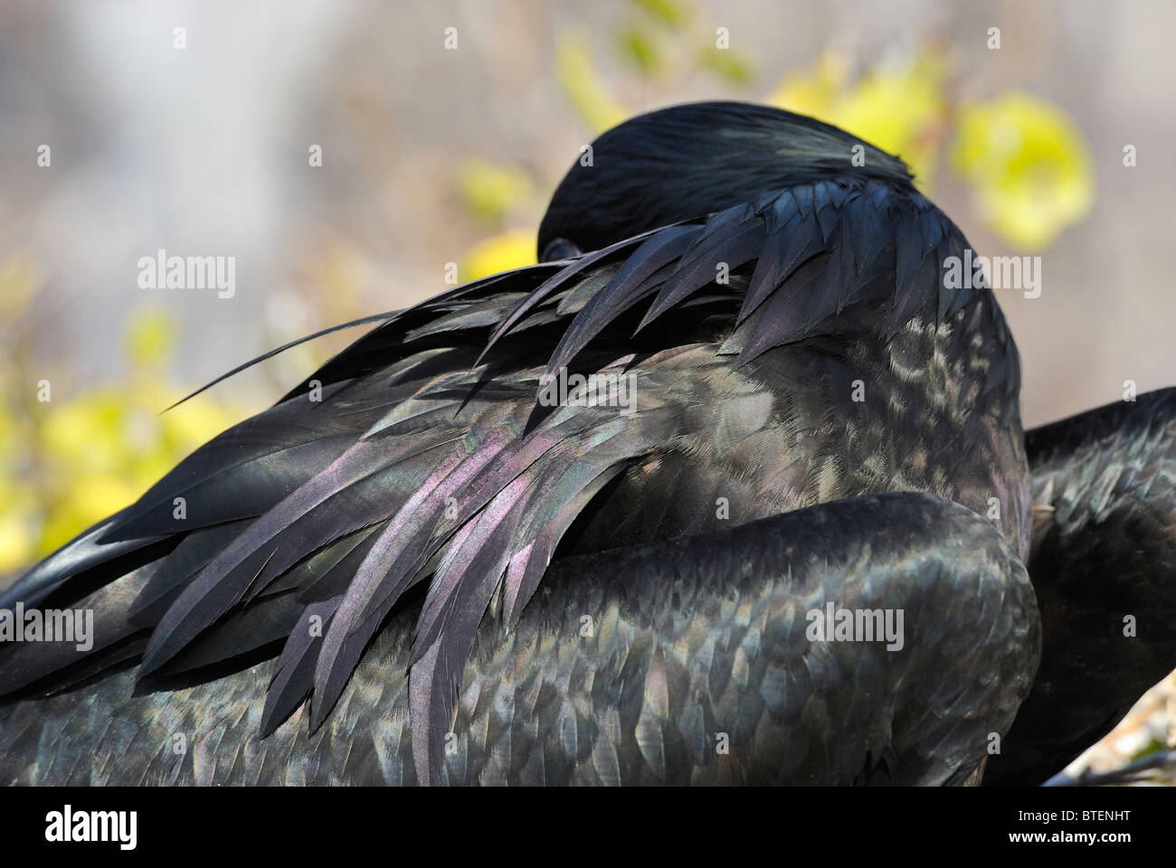 Frigate Bird su Seymour Island, Galapagos, Ecuador Foto Stock