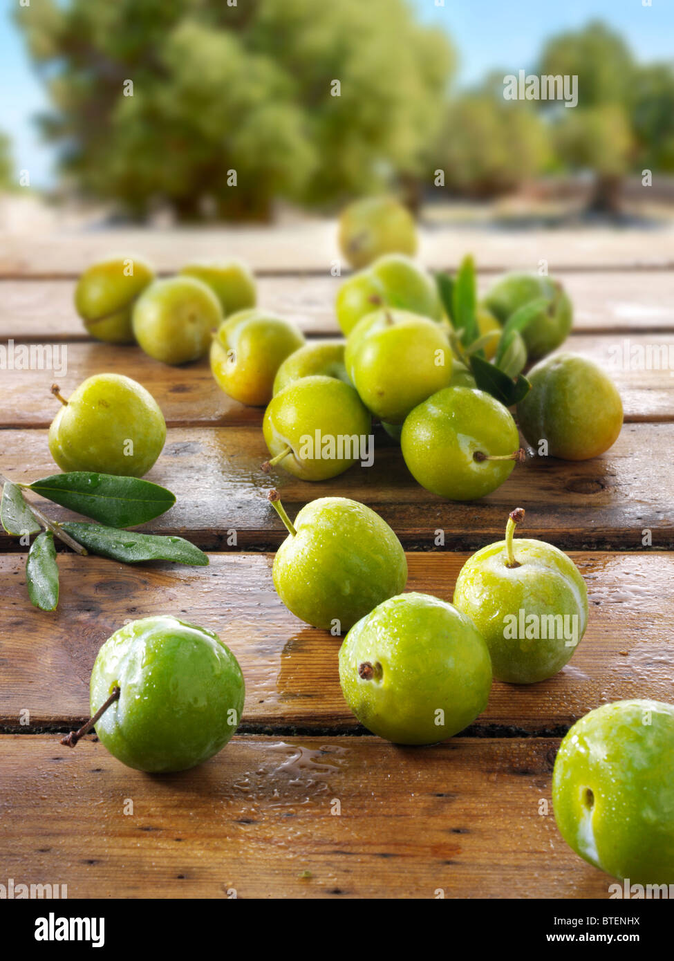 Freschi raccolti Greengage prugne su un tavolo di legno Foto Stock