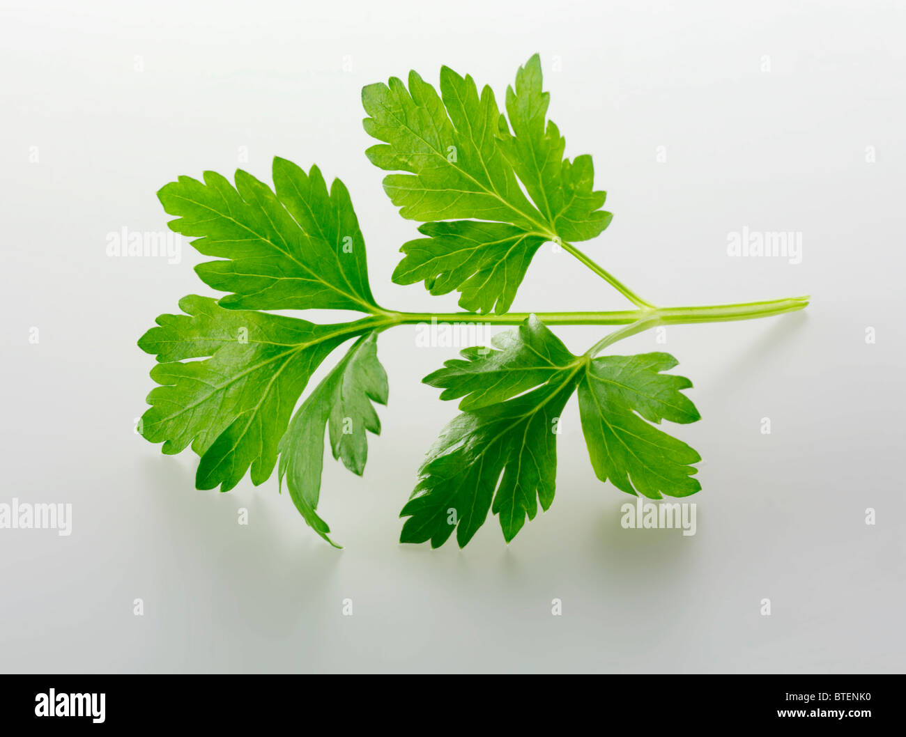 Top Shot di piatta lasciarono il prezzemolo foglie di erbe contro uno sfondo bianco per tagliare Foto Stock