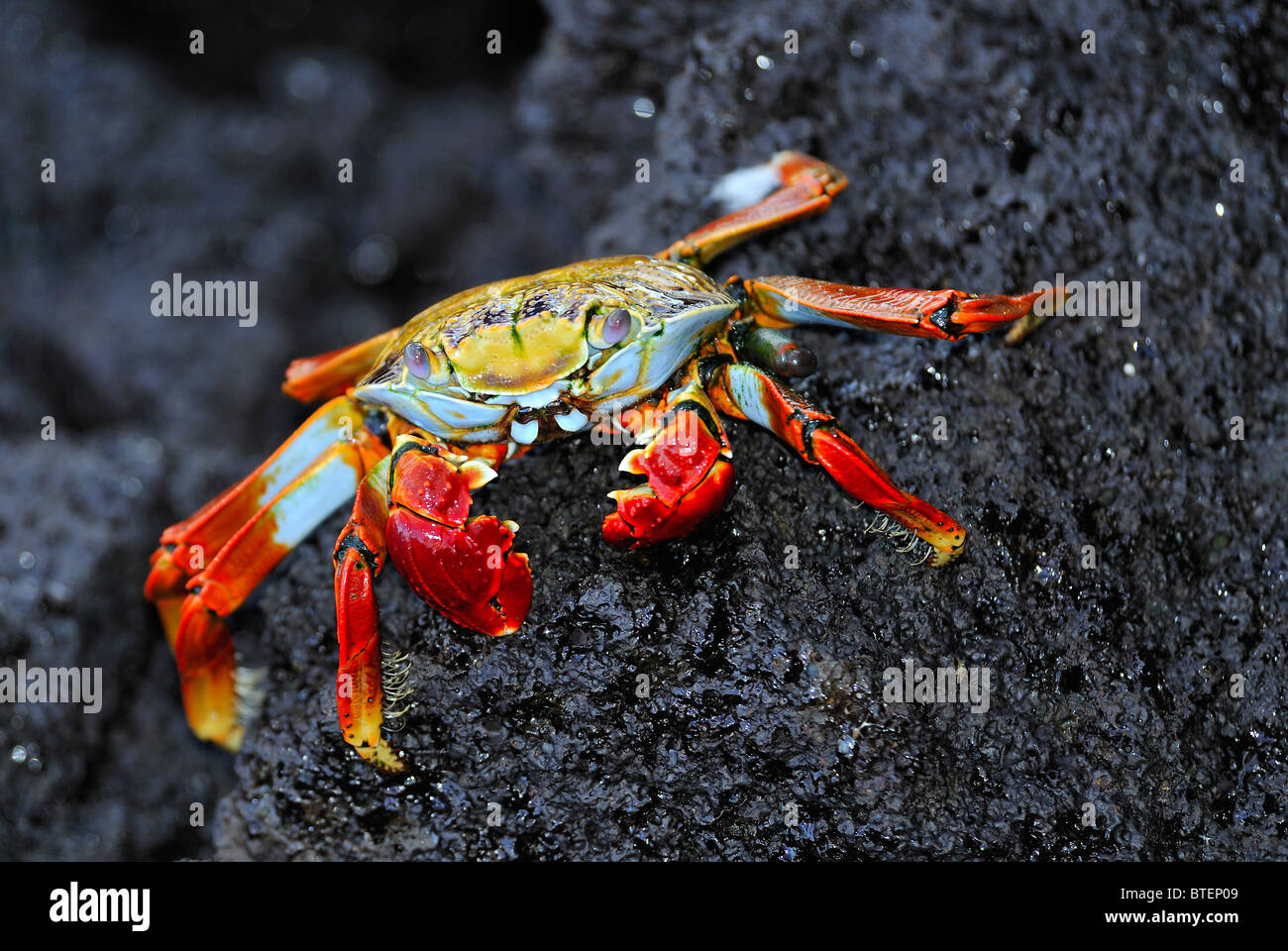 Il Red Rock crab sull isola di Seymour, Galapagos, Ecuador Foto Stock