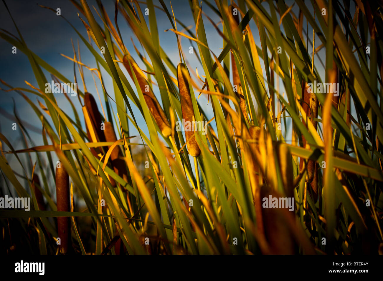 Tifa o Typha Typhaceae spp. L. (T. latifolia, T. glauca, T. angustifolia, T. domingensis) Foto Stock