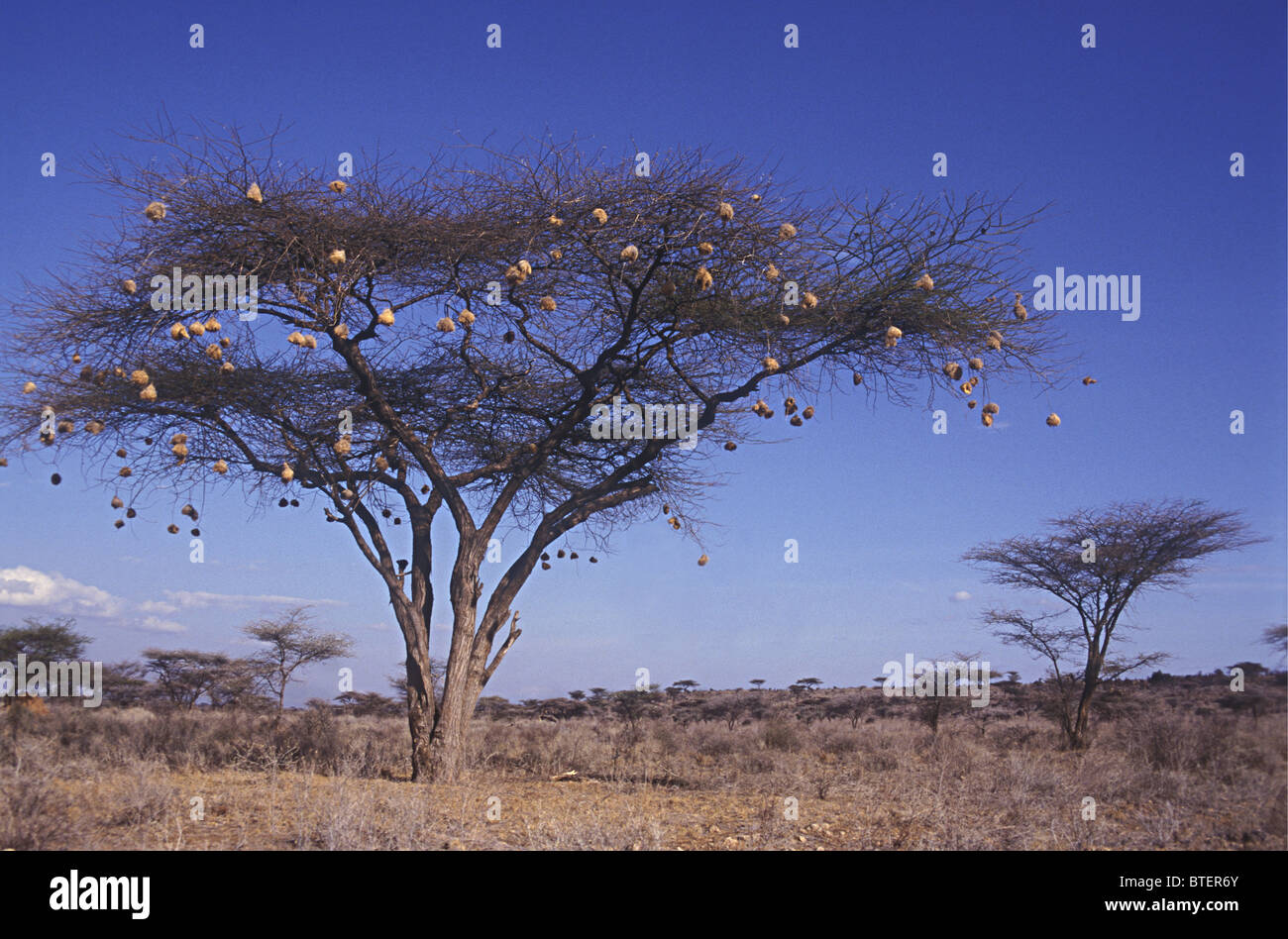 Acacia Tortilis tree con nidi di nero tappato tessitori sociale Samburu Riserva nazionale del Kenya Africa orientale Foto Stock