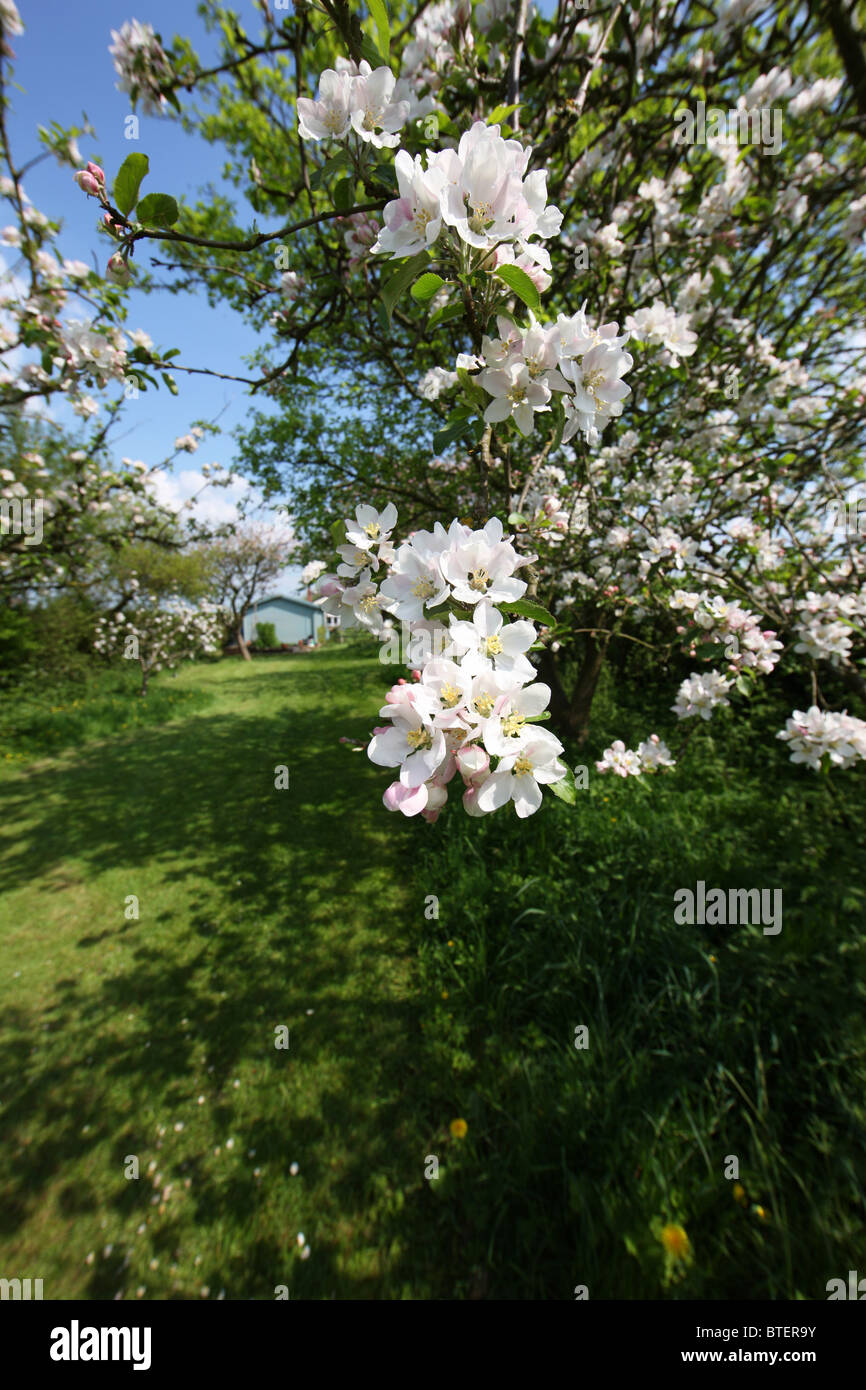 Apple Blossom Garden Foto Stock