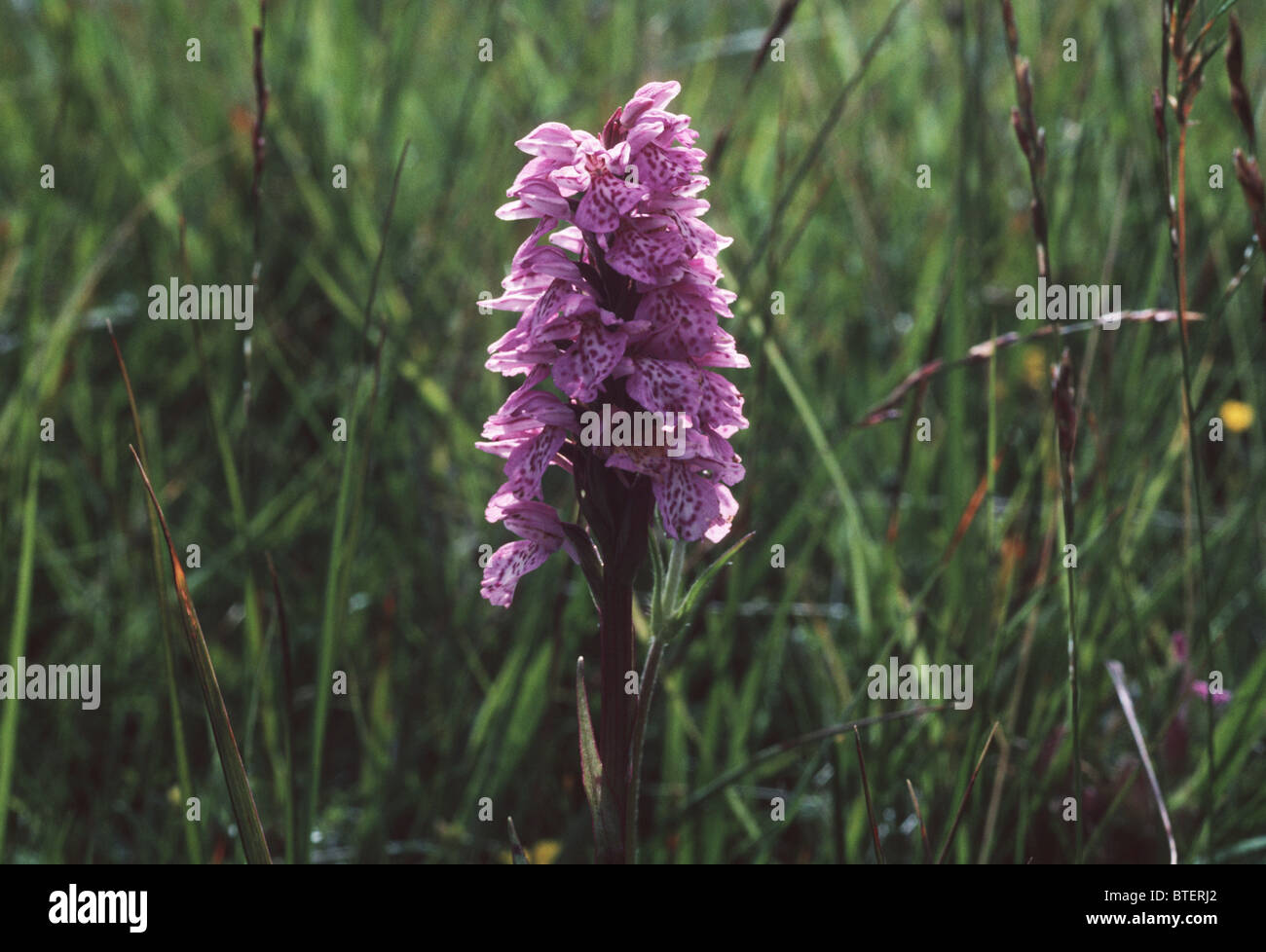 Orchidea macchiata Foto Stock
