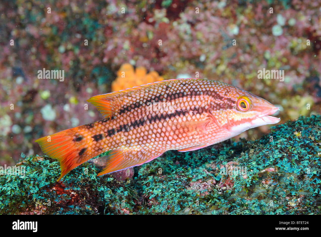 Hogfish messicano, fase iniziale, Galapagos, Ecuador Foto Stock