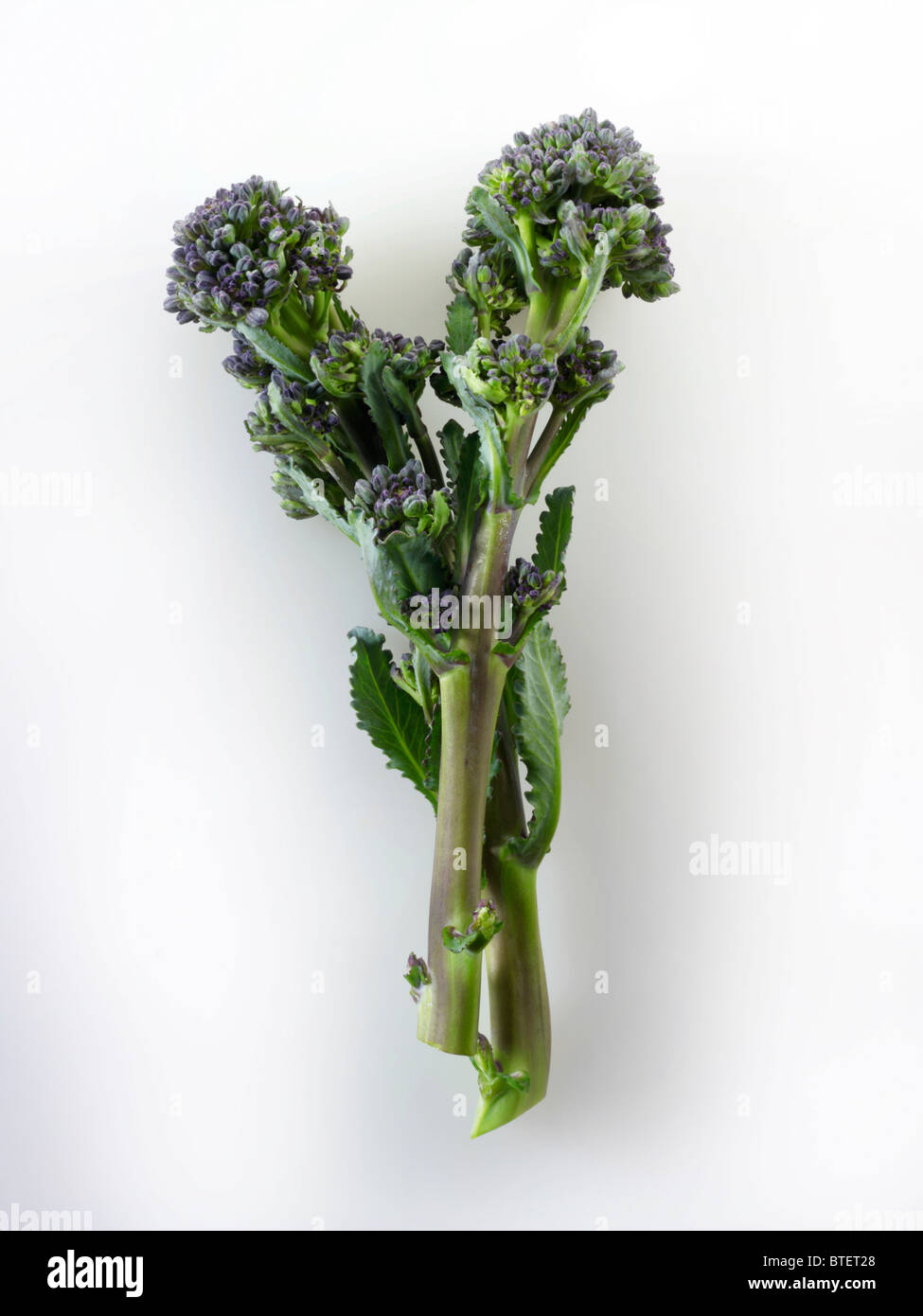 Viola fresca broccoletti contro uno sfondo bianco Foto Stock