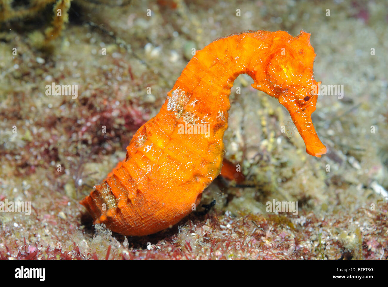 Pacific cavalluccio, Galapagos, Ecuador Foto Stock