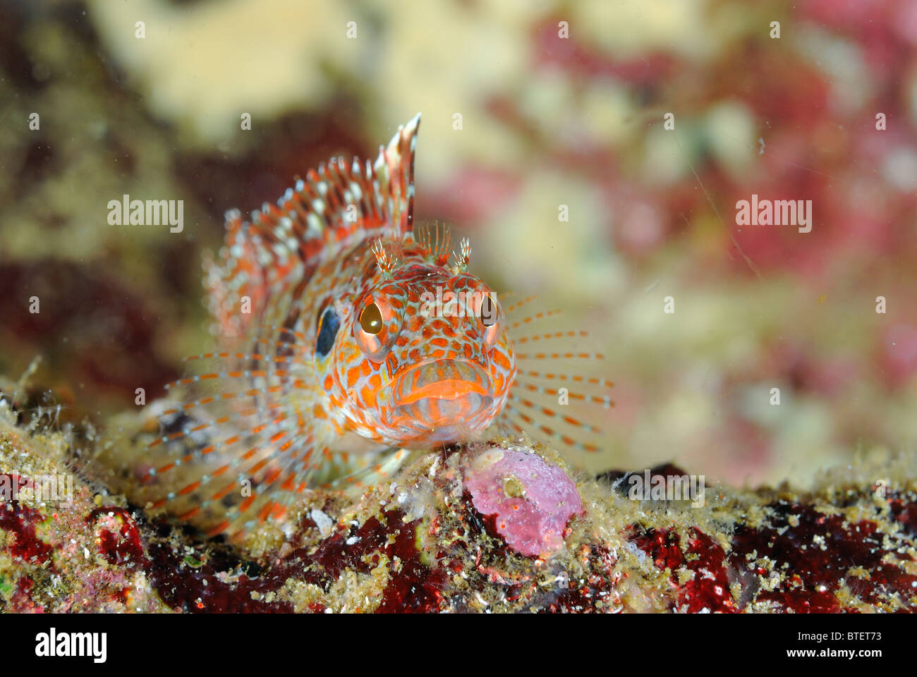 Bravo clinid pesce, Galapagos, Ecuador Foto Stock